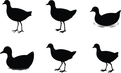 Moorhen Silhouette Standing Long Toes Vector Illustration