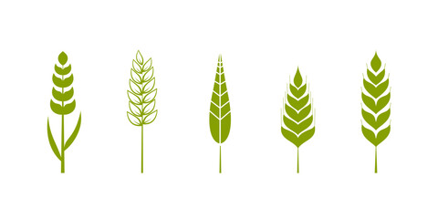 Green wheat ear vector illustration. Set of five wheat ears in different shapes and sizes, clean lines and a minimalist design. Ideal for agricultural, organic products logo or food concept graphics.