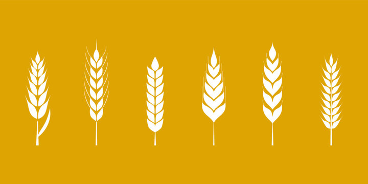 Wheat stalks collection. Vector illustration six distinct white wheat ears or rice isolated on vibrant golden background, ideal for agricultural wheat themes, food packaging or organic products logo.
