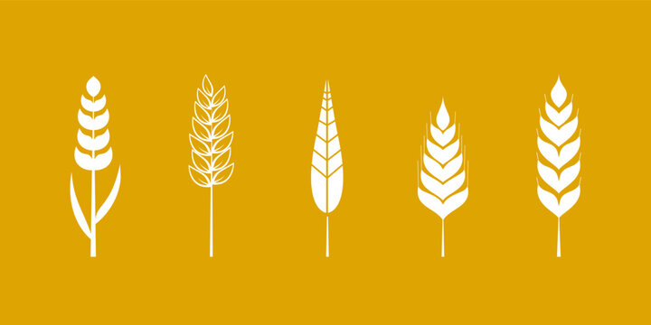 Minimalist wheat vector illustration logo featuring five distinct wheat stalks in white color isolated on vibrant golden background, ideal for agricultural themes, food packaging or organic products.