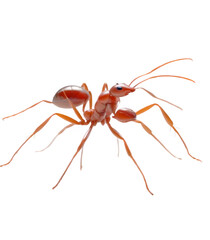 A detailed close-up of a reddish-brown ant, isolated on a pure white background