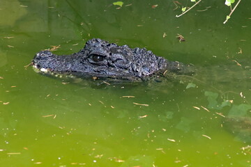 crocodile in the water