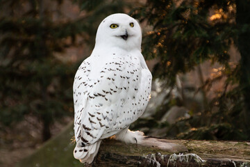 Portrait of a snowy owl is sitting in on a branch, photographed at sunset, golden hour in Ostrava...