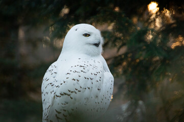 Portrait of a snowy owl is sitting in on a branch, photographed at sunset, golden hour in Ostrava...