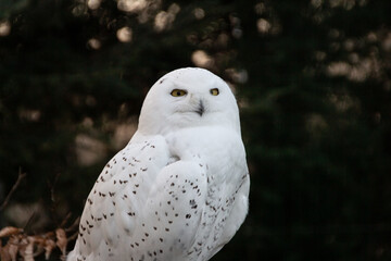 Portrait of a snowy owl is sitting in on a branch, photographed at sunset, golden hour in Ostrava...
