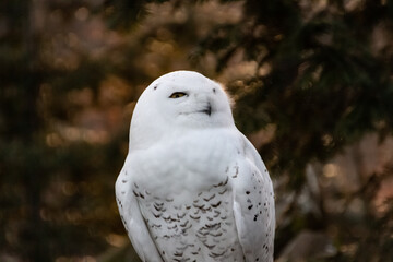 Portrait of a snowy owl is sitting in on a branch, photographed at sunset, golden hour in Ostrava...