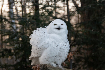 Portrait of a snowy owl is sitting in on a branch, photographed at sunset, golden hour in Ostrava...