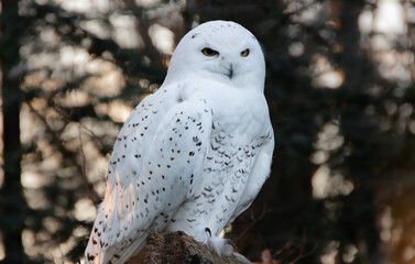 Portrait of a snowy owl is sitting in on a branch, photographed at sunset, golden hour in Ostrava...