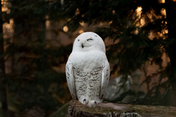 Portrait of a snowy owl is sitting in on a branch, photographed at sunset, golden hour in Ostrava...