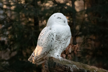 Portrait of a snowy owl is sitting in on a branch, photographed at sunset, golden hour in Ostrava...