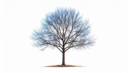 Obraz premium Blue And Brown Winter Tree On White Background