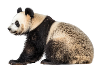 Fototapeta premium Giant Panda (18 months) - Ailuropoda melanoleuca in front of a white background PNG