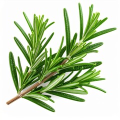 Fototapeta premium Fresh Green Rosemary Sprig on White Background