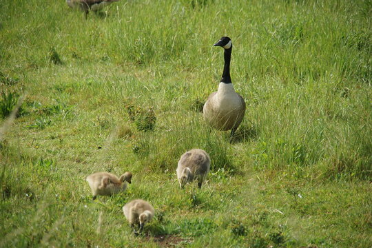 canadian geese, meadow, gooslings, haverhill, suffolk, june 2025, summer, wild birds, wildlife