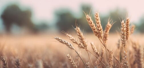Fototapeta premium The golden wheat swaying gently in the evening breeze at sunset.