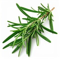 Fototapeta premium Fresh Green Rosemary Sprig on White Background