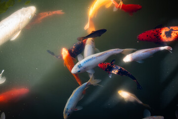 Nice koi fish in lake, high view