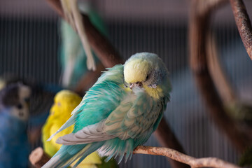 Nice color bird tropical parrot budgerigar sitting on tree