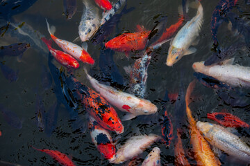 Nice koi fish in lake, high view