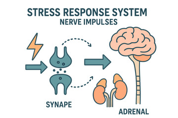 Vector illustration diagram of the stress response system, including a scheme of nerve impulses