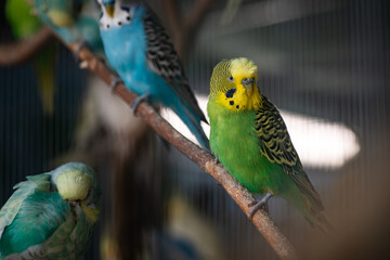 Nice color bird tropical parrot budgerigar sitting on tree
