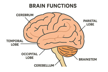 Vector illustration of brain functions with labeled explanation of organ parts scheme