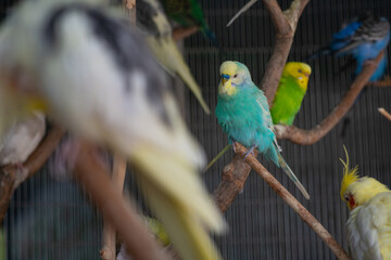 Nice color bird tropical parrot budgerigar sitting on tree