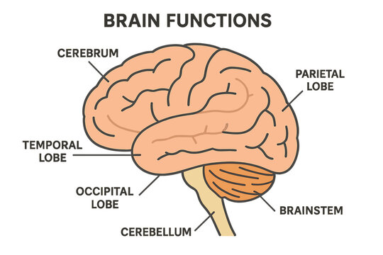 Vector illustration of brain functions with labeled explanation of organ parts scheme