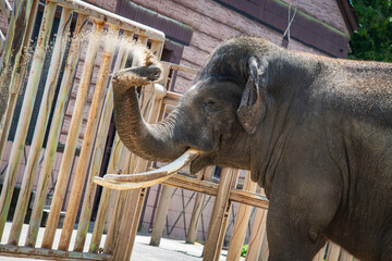 African elephant in zoo makes bath of sand