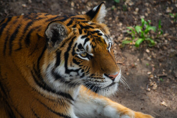 Close up portrait of tiger, nature, animals, danger