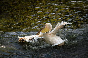 Nice pelican bird in zoo at summer day