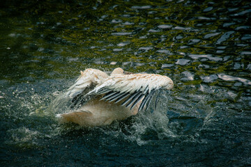 Nice pelican bird in zoo at summer day
