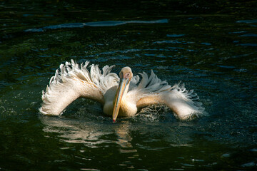 Nice pelican bird in zoo at summer day