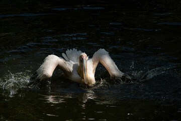 Nice pelican bird in zoo at summer day