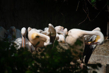 Nice pelican bird in zoo at summer day