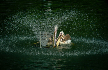 Nice pelican bird in zoo at summer day