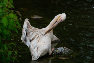 Nice pelican bird in zoo at summer day