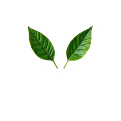 Fototapeta premium Fresh Green Leaves Isolated on a White Background for Nature and Plant Themes in Stock Photography