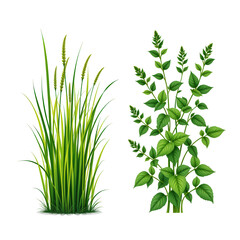 Obraz premium Lush Green Plants with Varied Leaf Shapes and Textures for Nature and Decoration Concepts