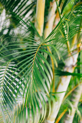 Lush green palm leaves captured in a tropical setting during bright daylight