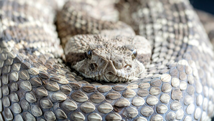 Close-up of a western diamondback rattlesnake in the desert