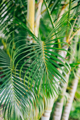 Lush green palm leaves swaying gently in a tropical garden during sunny daylight