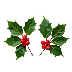 Holly leaves with bright red berries on a transparent background for Christmas and holiday themed decoration