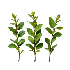 Fototapeta premium Fresh Green Leaves Stems with Glossy Surface Isolated on White Background for Natural and Botanical Concepts