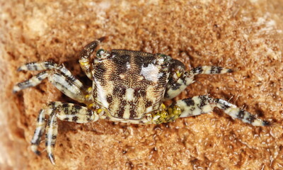 Marbled rock crab on seashore, Pachygrapsus marmoratus, Adriatic Sea	