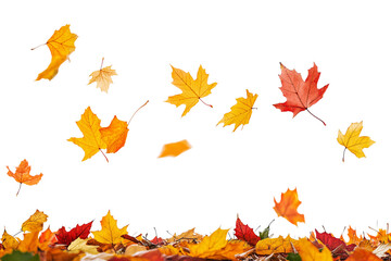 Colorful maple leaves are falling to the ground on transparent background.