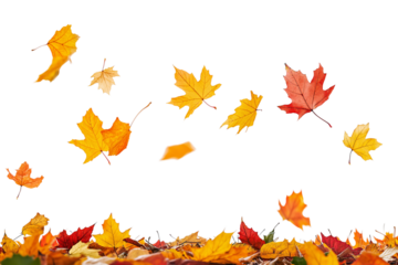 Colorful maple leaves are falling to the ground on transparent background.
