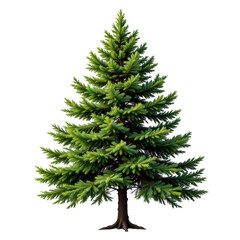 Lush Green Evergreen Tree Surrounded by Natural Landscape with Bright Needle-Like Foliage and Strong Trunk