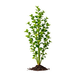 Obraz premium Lush Green Plant Growing in Rich Soil Isolated on a White Background for Nature and Environment Themes