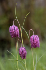 Rote Schachbrettblume (Fritillaria meleagris)